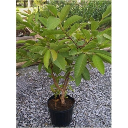 Nasiona Gujawa gruszla jadalna szt.5 Nxx396